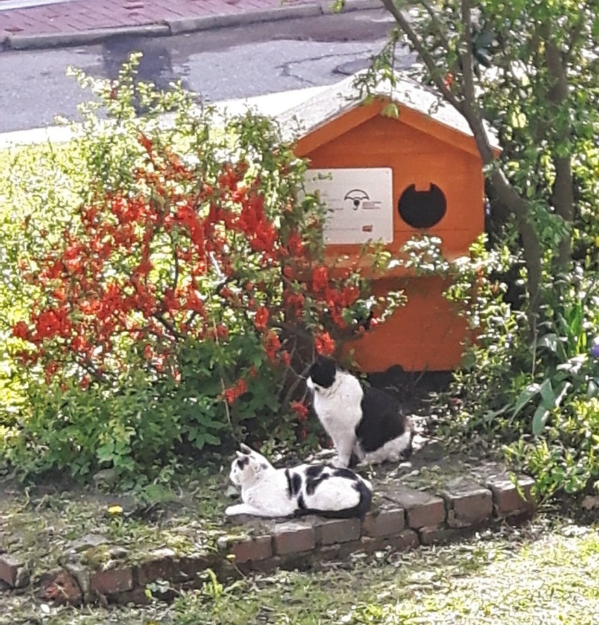 Bezdomne koty z Bytomia mają już swój dom