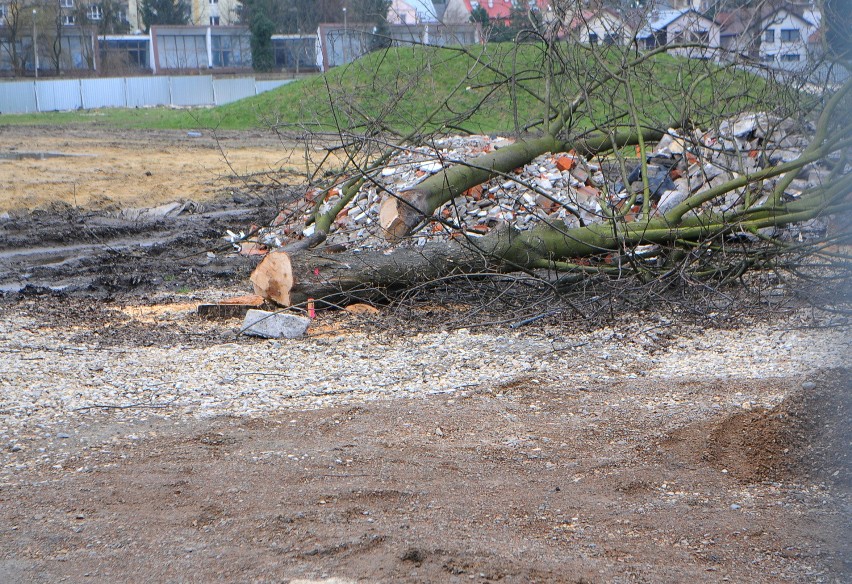 Kraków. Ścinają niedawno posadzone drzewa pod halę 100-lecia Cracovii