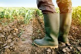Rolnicy mają problemy z ubezpieczeniem upraw od suszy. Zakłady boją się dużego ryzyka?