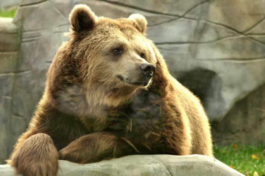 Niedźwiedzie z zamojskiego zoo obudziły się już z zimowego snu. Zobacz zdjęcia