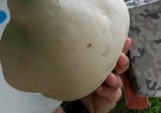 Czasznica olbrzymia to grzyb o ciekawym wyglądzie. Kiedyś była gatunkiem chronionym, dzisiaj można ją jeść. Zdjęcia