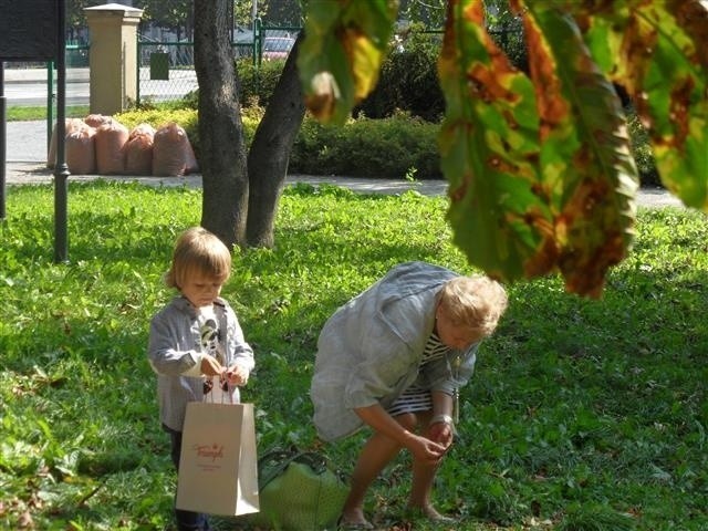 Częstochowa: Szkodniki niszczą piękne kasztanowce w Parku Jasnogórskim [ZDJĘCIA]