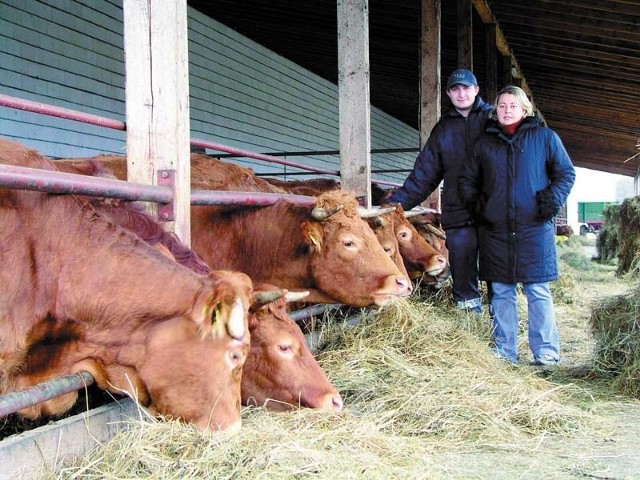 Limousine to najpopularniejsze w Europie bydło mięsne, a cena żywca wołowego tej rasy jest znacznie wyższa od tej, którą można uzyskać za popularne w Polsce krzyżówki mleczno-mięsne