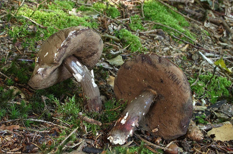 Goryczak purpurowozarodnikowy (Tylopilus porphyrosporus) -...