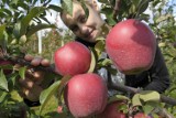 Wkrótce jabłka z Łódzkiego mogą trafić do Chin 
