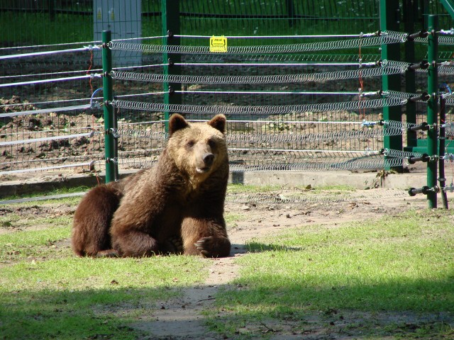 Białostoczanie znowu zobaczą swojego ulubionego misia. Niedźwiedzica Joli dołączy do okazów Uniwersyteckiego Centrum Przyrodniczego.