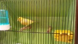 Mysłowice: Zobaczcie najpiękniejsze kanarki i ptaki egzotyczne w Mysłowicach [ZDJĘCIA]