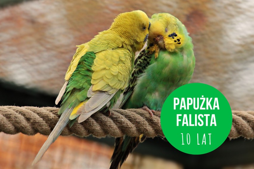 Papużka falista w niewoli może przeżyć 10 lat.