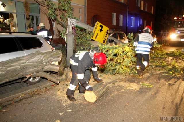 Na ulicy 1 Maja w Opolu drzewo runęło na latarnię i zaparkowane dwa samochody.