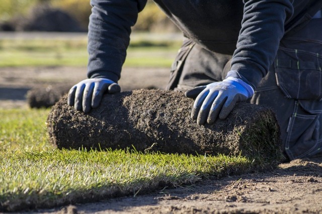 Trawnik z rolki powstanie szybciej niż z siewu, jednak jest droższy. Pamiętajmy też, że pod taki trawnik trzeba przygotować podłoże, a później o niego zadbać.