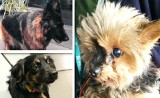 Te psy zostały znalezione na ulicach w Bydgoszczy w ostatnim czasie - [zdjęcia]
