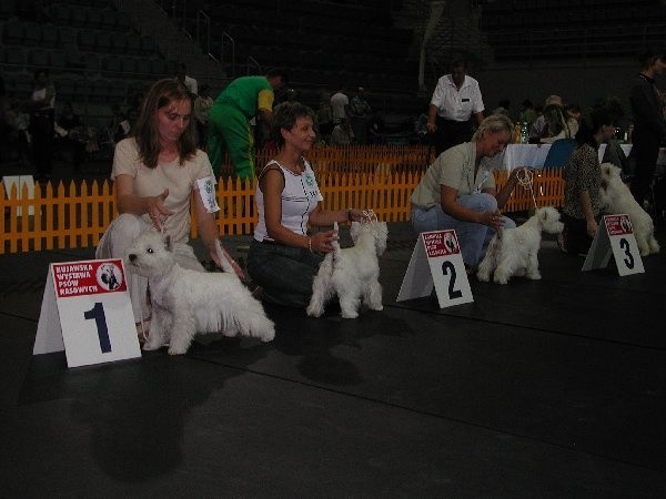 Na zdjęciu: zwycięzcy młodzieżowi rasy west  highland terrier. Pierwsze miejsce przyznano  "Yentl-Victis" z hodowli Ewy Iłczyk z  Częstochowy.