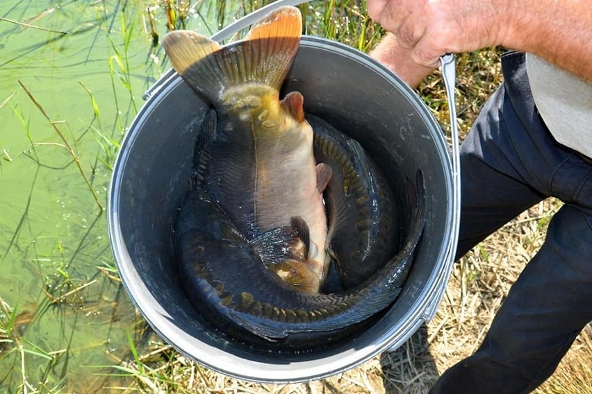 Wędkarze Stowarzyszenia Wędkarskiego "Okoń" Trześń zarybili zbiorniki. To ponad tona ryb, w tym jeden karp gigant! (ZDJĘCIA)