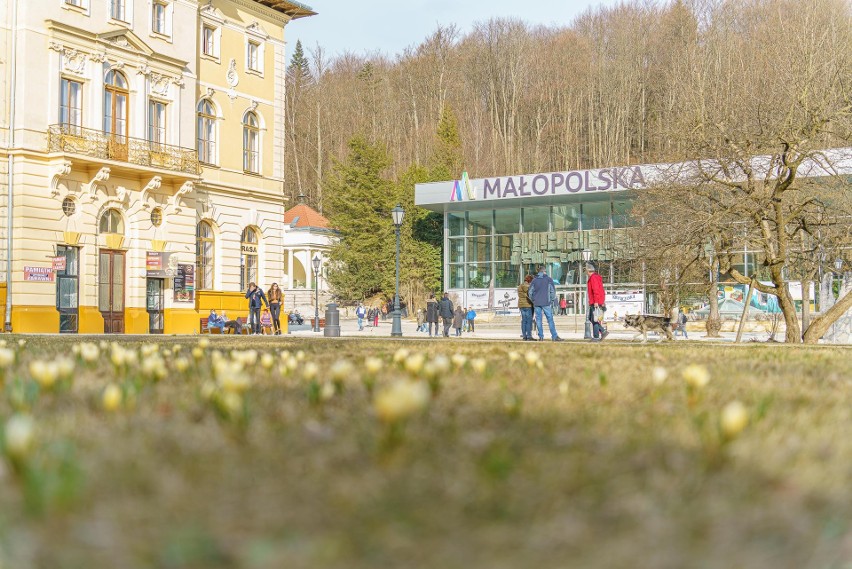 Krynica-Zdrój oblega przez turystów. "Sądeckie Krupówki" tętnią życiem w pierwszy weekend wiosny. Na deptaku zakwitły krokusy[ZDJĘCIA]