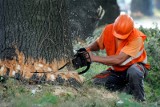 Gorlickie. 46-letni pilarz zginął od uderzenia konaru