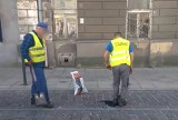 Tarnów. Ubijanie asfaltu butem  na ulicy Krakowskiej, której remont kosztował miliony [WIDEO]