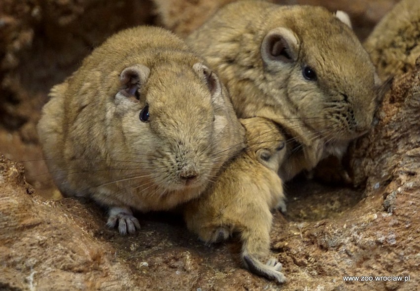 Nowi mieszkańcy wrocławskiego zoo. Nie piją, a żyją