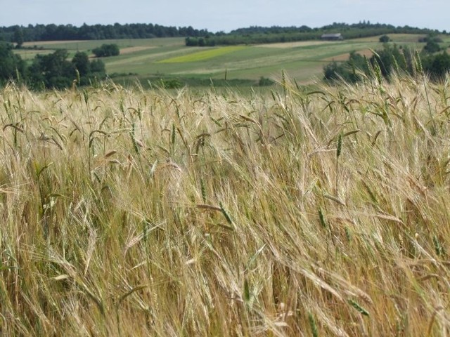 Instytut Uprawy, Nawożenia i Gleboznawstwa w Puławach szacuje, że w tym roku plony będą niższe średnio o 19 proc. Problemem nie jest susza, ale nadmiar wody