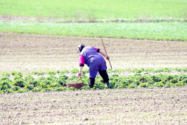 Najmniejsza działka, do której można występować o dopłatę, to 10 arów. Dotyczy to także uprawy owoców miękkich.