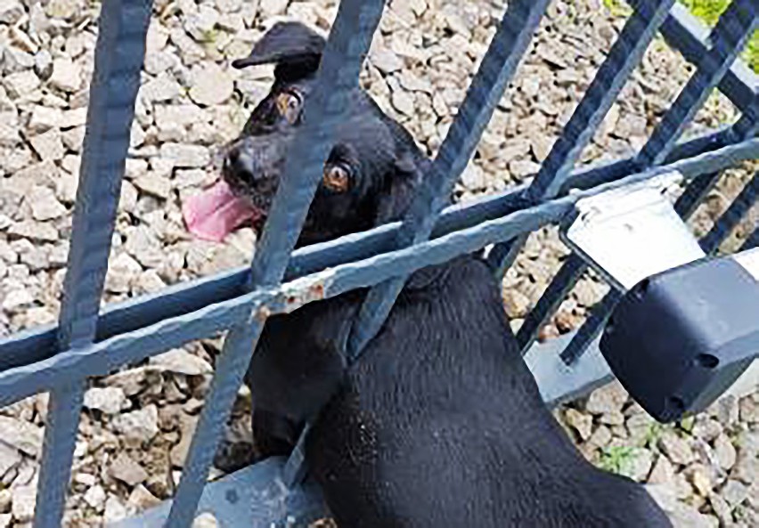 Pies zakleszczony w metalowej bramie. Nieszczęśnika uwolnili strażacy