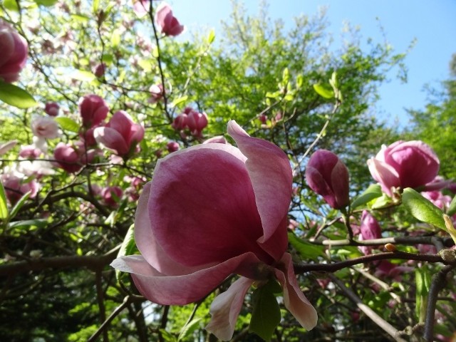 Arboretum Kórnickie: Dni Kwitnących Magnolii