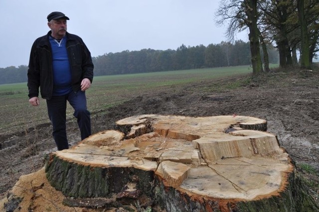 Szefowie spółki Promex z Rożnowa twierdzą, że trzy ogromne dęby wycięto na ich polu, a znaki graniczne przesunięto, co jest przestępstwem. Prokuratora wznowiła śledztwo w tej sprawie.