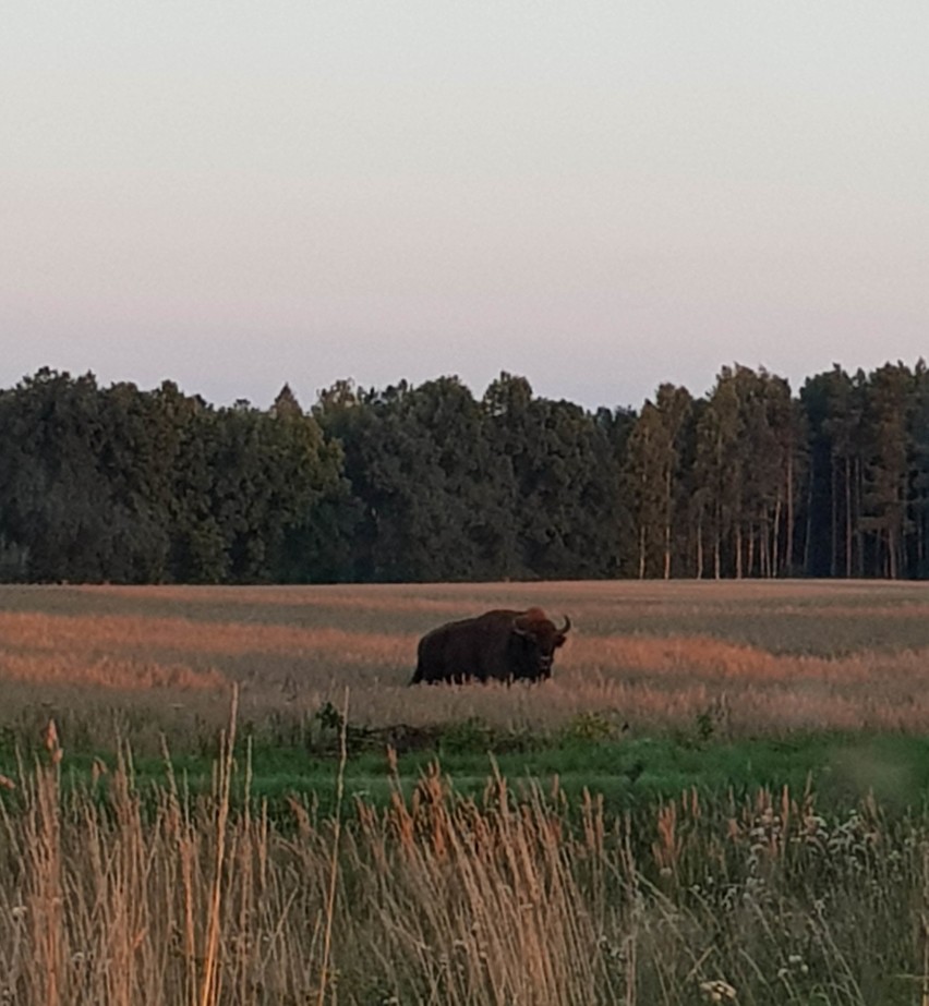 Dwa piękne żubry najpierw widziane były na drodze na...