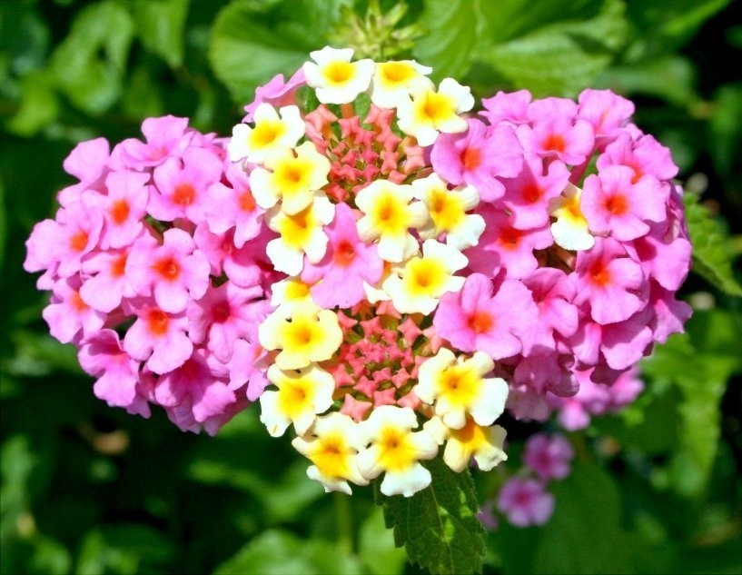 Kolor kwiatów lantany zależy od odmiany, ale warto wiedzieć,...