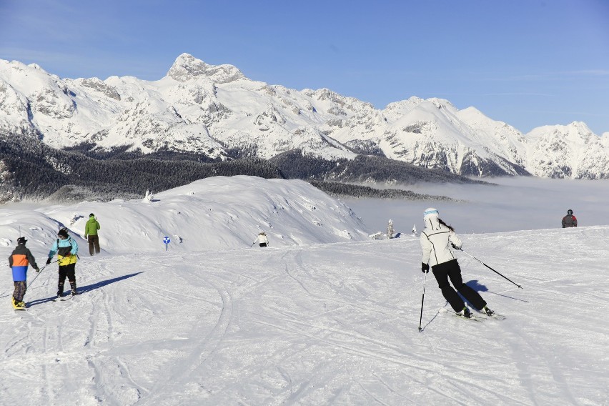 Vogel Ski Center to bardzo urozmaicone trasy poprowadzone w...