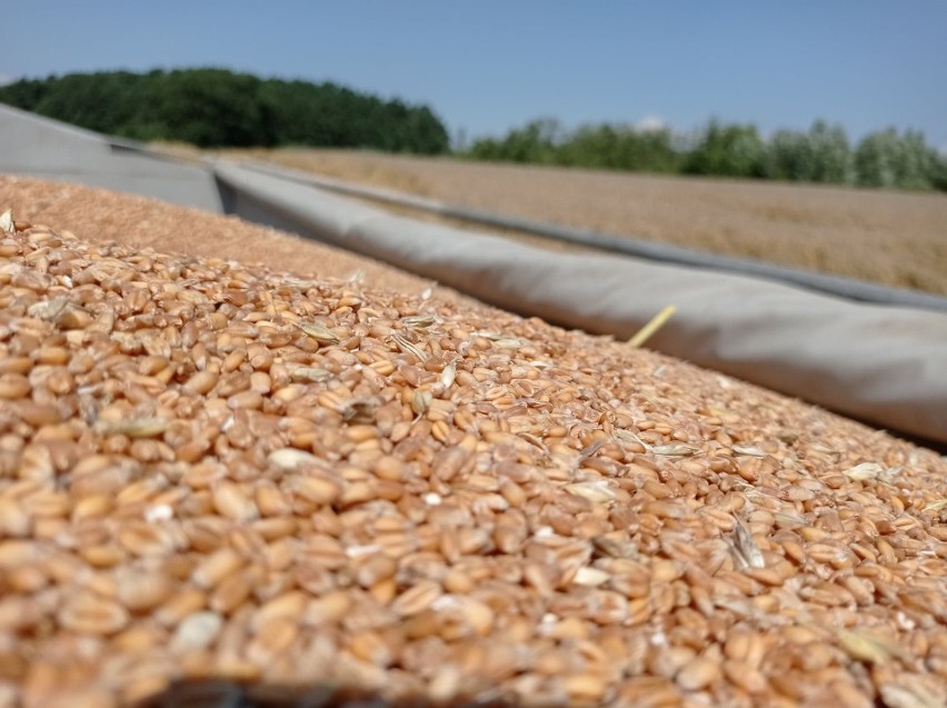 KOWR: We Francji cena pszenicy konsumpcyjnej ukształtowała...