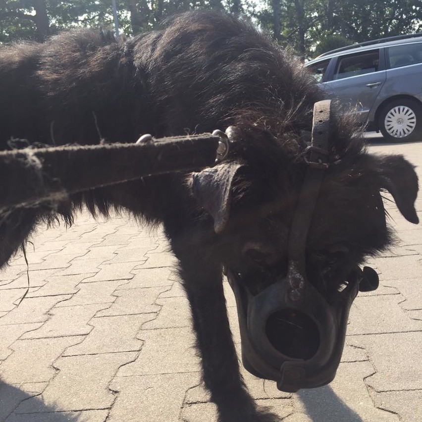 Pies w masce został przywiązany obok Biedronki