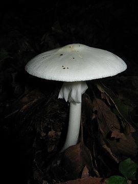 Muchomor wiosenny (Amanita verna) - śmiertelnie trujący...