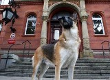 Właściciel psa vs. Straż Miejska. Sędzia nie wpuściła psa na salę (foto, film)