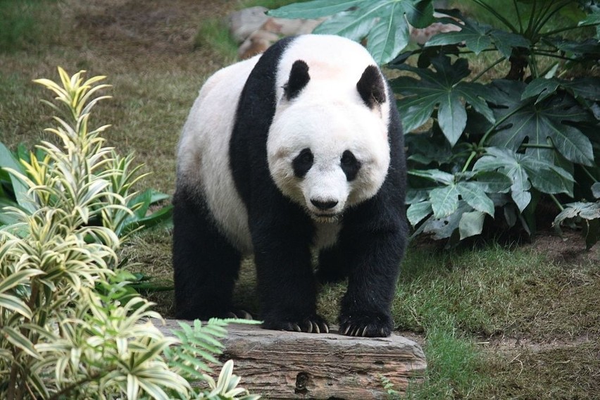 Władze Zamościa piszą do premiera Chin. Proszą o dwie pandy
