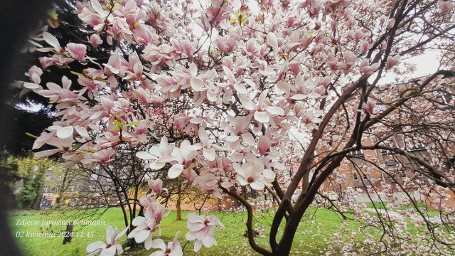 Śląskie. Piękne magnolie mieszkańców Częstochowy, Lublińca, Kłobucka i Myszkowa