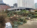 Wielka wycinka drzew pod hotelem w centrum Wrocławia. Mieszkańcy przerażeni: „Kto dał na to zgodę?!”