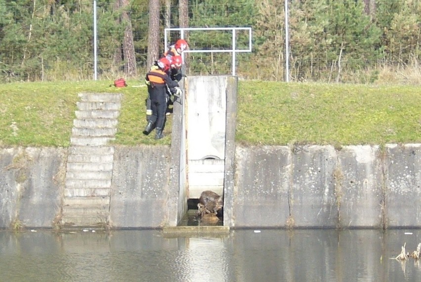 Przed godziną 10 dyżurny miejskiego stanowiska kierowania w...