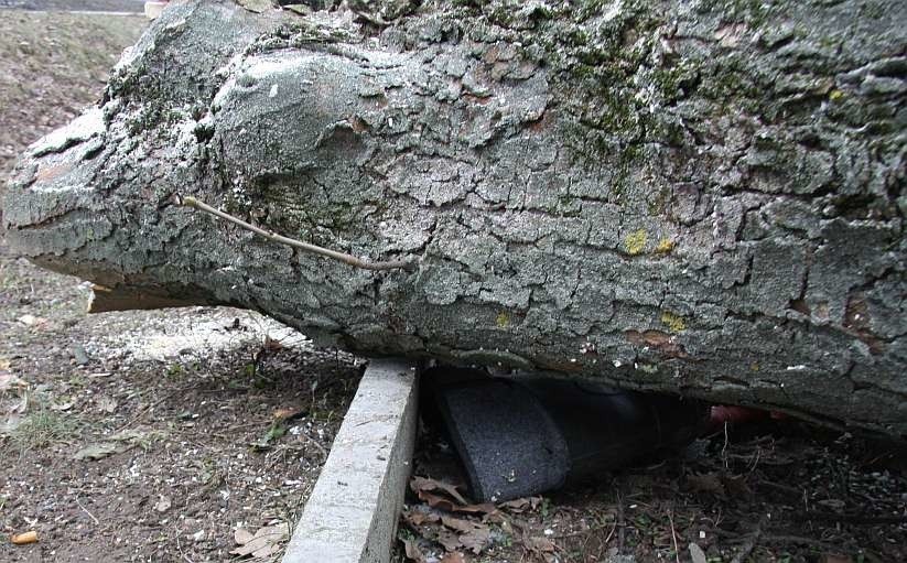 Stare Lubiejewo. Dramatyczny finał pracy przy wyrębie drzewa, mężczyzna z uszkodzeniami ciała