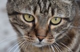 Gostyń: Bił kota kijem, aż ten przestał się ruszać