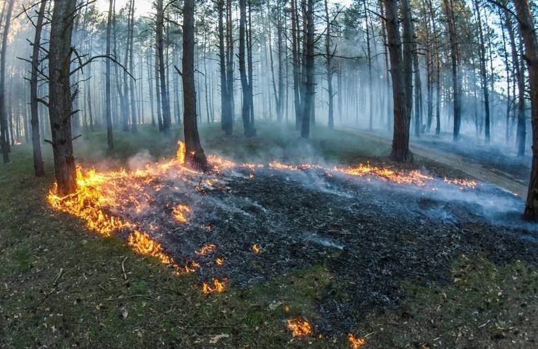 W lesie jest tak sucho, że do wzniecenia pożaru wystarczy...