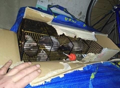 Szczury były w klatkach zapakowanych w kartony