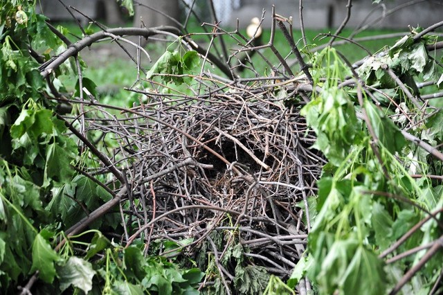 Podczas prac w ubiegłym tygodniu nieostrożność wykonawcy spowodowała, że ptasie gniazda zostały zniszczone, a przynajmniej jedno pisklę zginęło.