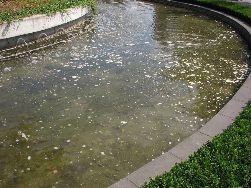 Wrocław: Woda w fontannie przy centrum Magnolia Park jest brudna? Dyrekcja zaprzecza