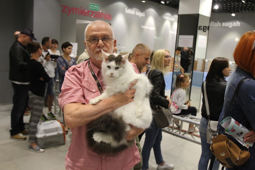 Międzynarodowa Wystawa Kotów Rasowych w Gliwicach