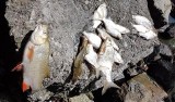 Kolejna masakra ryb poniżej zapory na Nysie Kłodzkiej