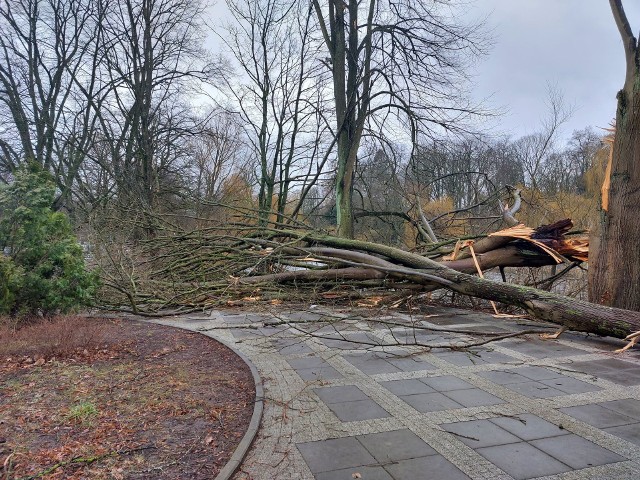 Skutki silnego wiatru w koszalińskim parku.