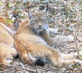 Poznań: Nowoczesny wybieg dla rysiów otwarto w Nowym ZOO