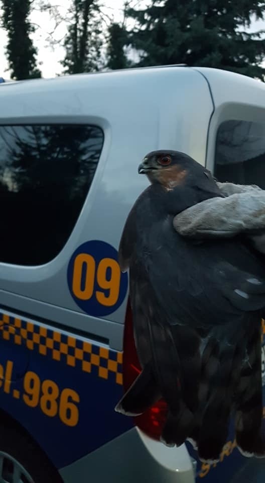 Jak wynika z relacji funkcjonariuszy, ptak miał ranne...