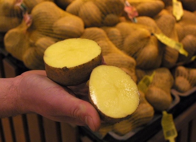 W Wielkopolsce zbiory ziemniaków mogą być mniejsze.