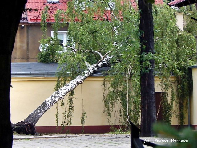 Burza w Nowej Soli spowodowała, że wiele drzew mieście jest połamanych lub uszkodzonych.